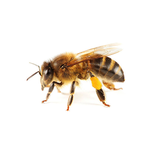 Fun Facts about Honey Bees — Seattle's Favorite Garden Store Since